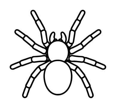 Hand traced black outline vector illustration of a tarantula spider featuring eight segmented legs and two distinct body sections in minimalist line art style