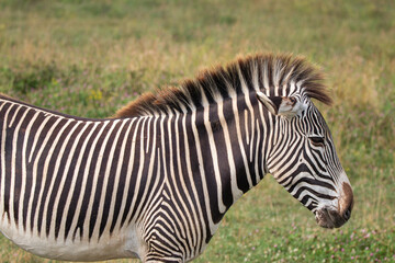 Grevy's zebra at a local zoo © Matt