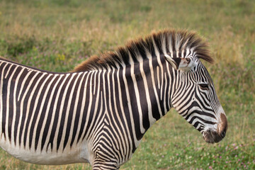 Grevy's zebra at a local zoo © Matt