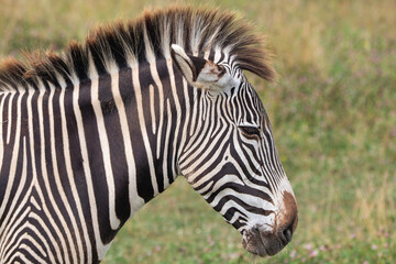 Grevy's zebra at a local zoo © Matt