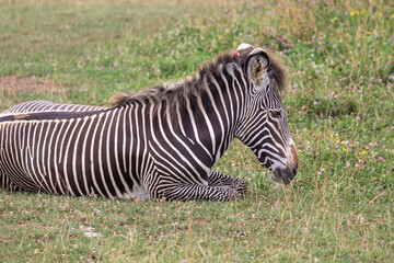 Grevy's zebra at a local zoo © Matt