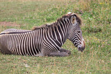 Grevy's zebra at a local zoo © Matt