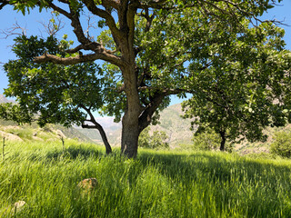 Fototapeta premium A majestic spring-green meadow stretches beneath a leafy orchard tree, with distant mountain slopes and clear blue skies creating a serene pastoral landscape. 📍 Hawraman Takht, Kurdistan, Iran 