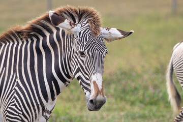 Grevy's zebra at a local zoo © Matt