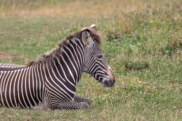 Grevy's zebra at a local zoo © Matt