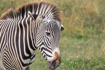 Grevy's zebra at a local zoo © Matt