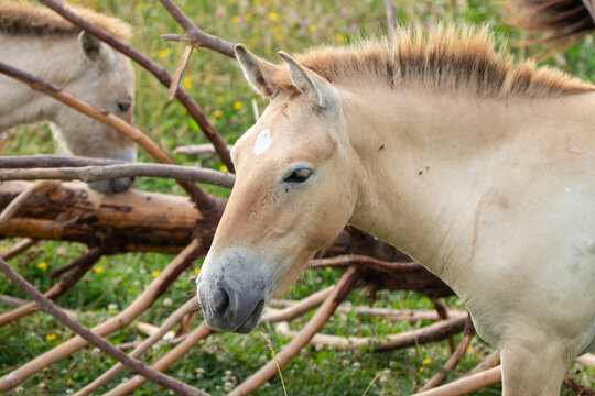 A Przewalski's Wild Horse at a local zoo