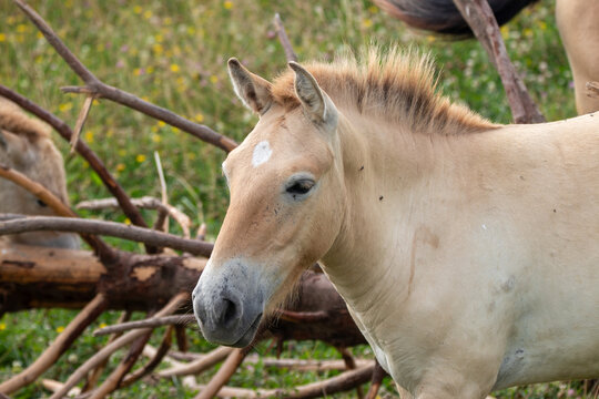 A Przewalski's Wild Horse at a local zoo