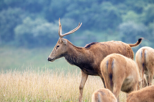 Pere David&rsquo;s Deer at a local zoo