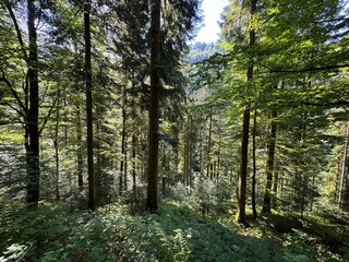 Fototapeta premium Mixed forest in the Black Forest National Park or mixed trees of the Black Forest, Germany - Mischwald im Nationalpark Schwarzwald oder Mischwälder des Schwarzwaldes, Deutschland