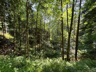 Fototapeta premium Mixed forest in the Black Forest National Park or mixed trees of the Black Forest, Germany - Mischwald im Nationalpark Schwarzwald oder Mischwälder des Schwarzwaldes, Deutschland