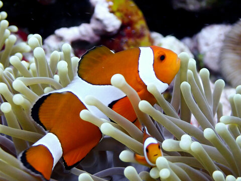 Anemonefish (clownfish) guarding its curious young.