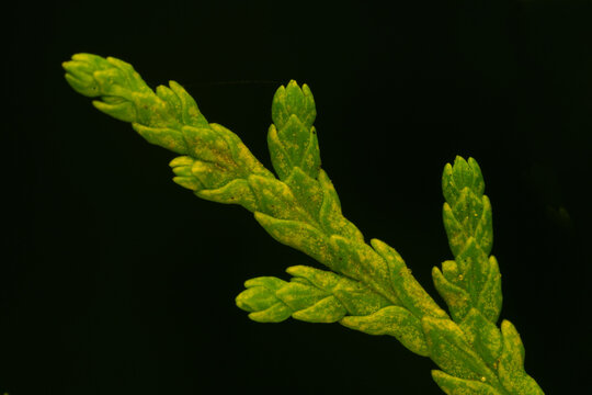 High-magnification macro photos of cypress leaves
