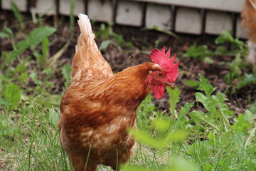 rooster on the farm © Michael Mamoon