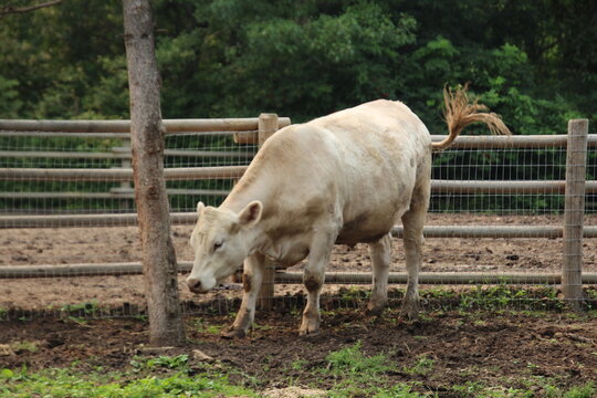 cow in the farm