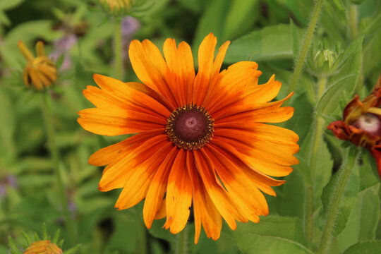 orange flower in the garden