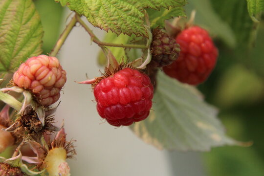 raspberries in the garden