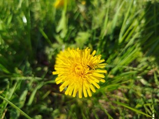 Macro shot of yellow dandelion flower blooming in green grass © Vitalii