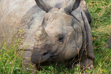 Greater One-horned Rhino at a local zoo © Matt