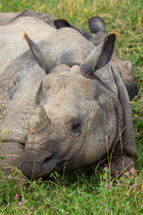 Greater One-horned Rhino at a local zoo © Matt