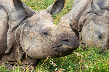 Greater One-horned Rhino at a local zoo © Matt