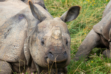 Greater One-horned Rhino at a local zoo © Matt