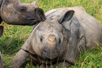 Greater One-horned Rhino at a local zoo © Matt
