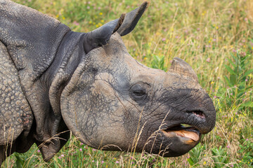 Greater One-horned Rhino at a local zoo © Matt