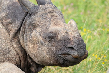 Greater One-horned Rhino at a local zoo © Matt
