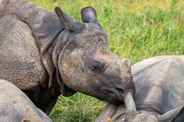 Greater One-horned Rhino at a local zoo © Matt