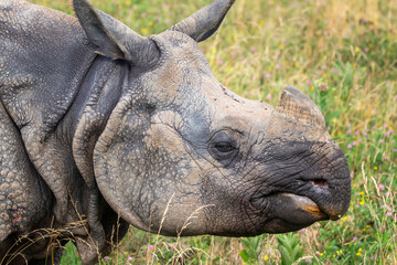 Greater One-horned Rhino at a local zoo © Matt