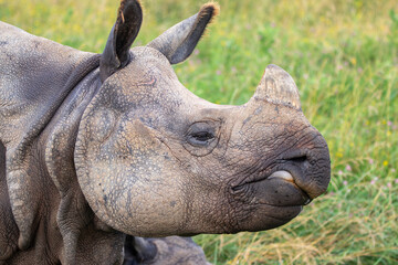 Greater One-horned Rhino at a local zoo © Matt