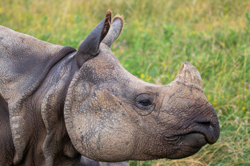 Greater One-horned Rhino at a local zoo © Matt