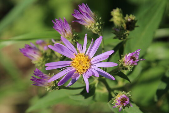 Wildflower In Bloom, Gold Bar Park, Edmonton, Alberta