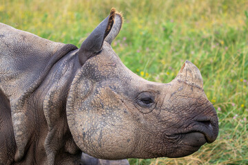 Greater One-horned Rhino at a local zoo © Matt
