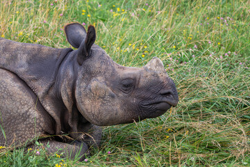 Greater One-horned Rhino at a local zoo © Matt