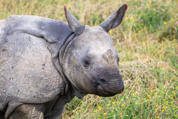 Greater One-horned Rhino at a local zoo © Matt