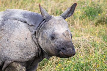 Greater One-horned Rhino at a local zoo © Matt