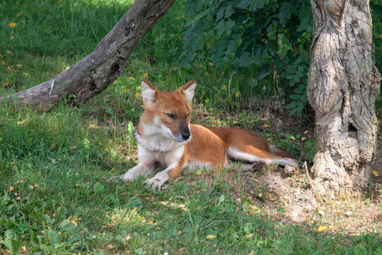 An Asiatic Wild Dog (Dhole) at a local zoo