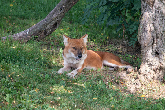 An Asiatic Wild Dog (Dhole) at a local zoo