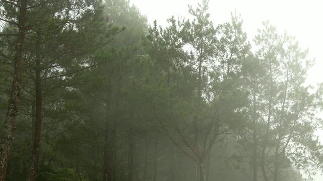 Mystic pine tree forest covered in thick fog on a cold morning