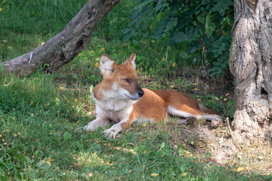 An Asiatic Wild Dog (Dhole) at a local zoo