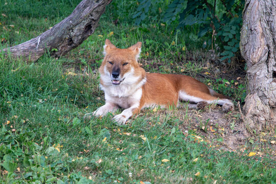 An Asiatic Wild Dog (Dhole) at a local zoo