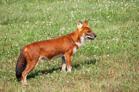 An Asiatic Wild Dog (Dhole) at a local zoo