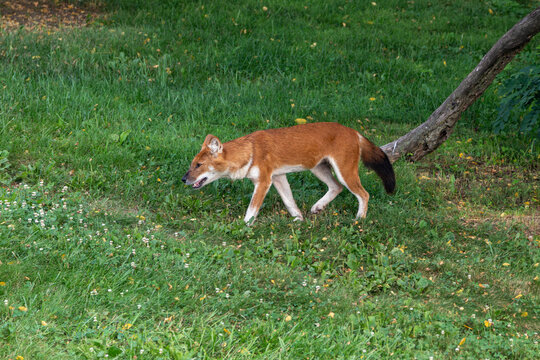 An Asiatic Wild Dog (Dhole) at a local zoo
