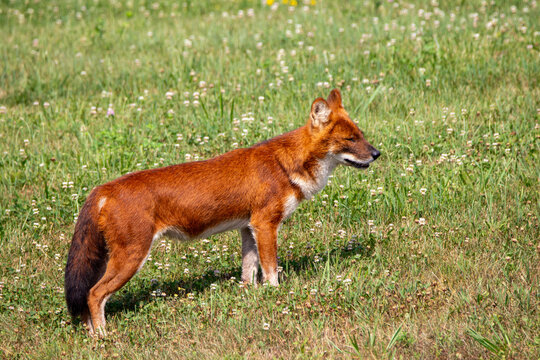 An Asiatic Wild Dog (Dhole) at a local zoo