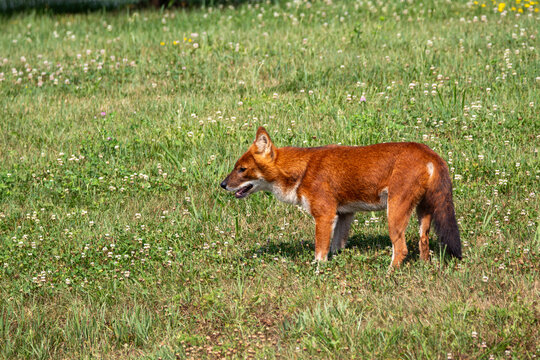 An Asiatic Wild Dog (Dhole) at a local zoo