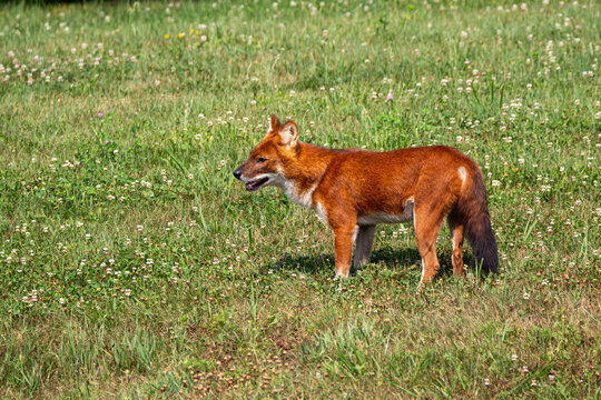 An Asiatic Wild Dog (Dhole) at a local zoo
