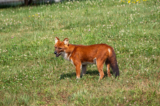 An Asiatic Wild Dog (Dhole) at a local zoo