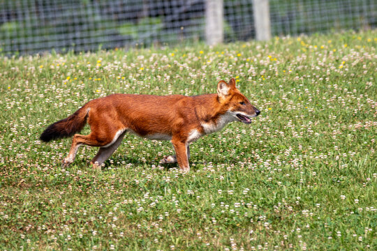 An Asiatic Wild Dog (Dhole) at a local zoo